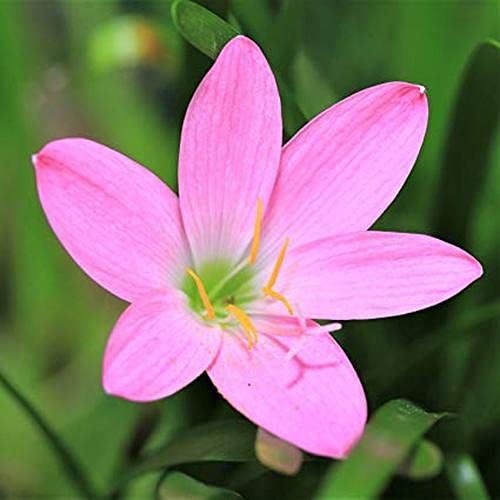 Image of Rain lily | Fresh & healthy flower | Imported Variety flower bulbs | Pack of 2 Best bulbs | by Plantogallery(Pink)