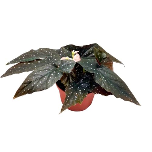 Harmony Foliage Harmony's Just Peachy Angel Wing Cane Begonia 6