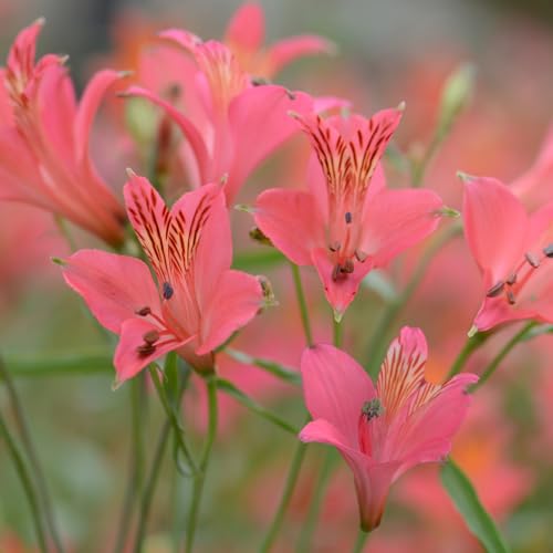 ͂Ȃ݂ǂ AXgA OcnCubh ~PXgC [YVF[h  5