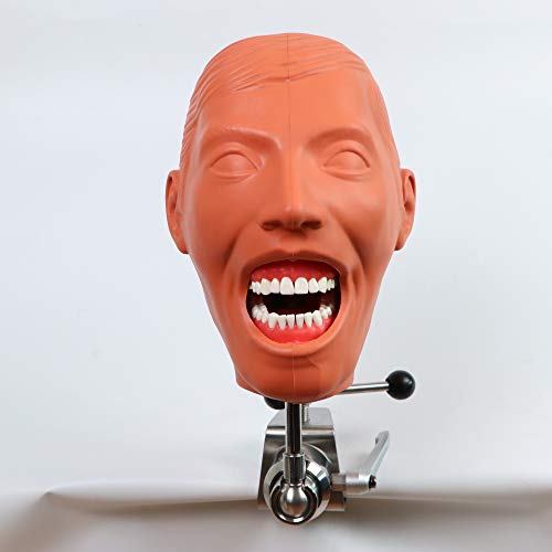 TJIRIS Dental Education Manikins Phantom Head Model Dental Simulator Unit