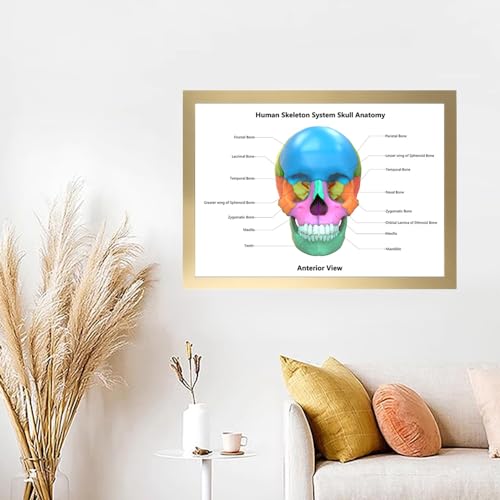 Image of Taanfu Body Educational Learning Posters - Skeleton System, Skull Art, Digestive System, Small Intestine, Villi Anatomy Wall Art