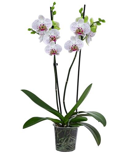 Dehner Schmetterlingsorchidee Goya, Phalaenopsis cultivars, zweitriebig, weiß-pinke Blüten, 40-50 cm inkl. Pflanztopf, Ø Topf 12 cm, Zimmerpflanze