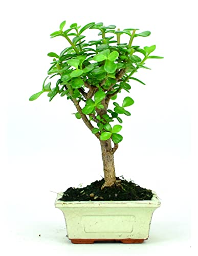 Bonsái Natural de Fácil Cuidado Portulacaria Afra Perfecta para la Decoración del Interior o el Exterior de la Casa