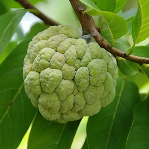 50+ Custard Apple Seeds/Annona Muricata Fruit Tree Seeds For Planting #TOP3