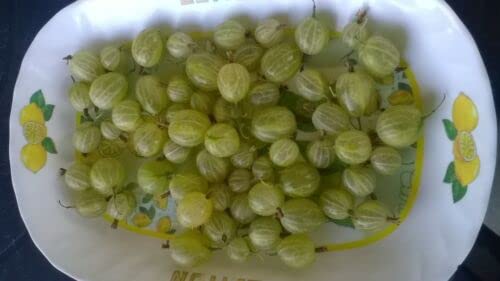 10 Semi Uva Spina, Ribes Grossularia L, Uva Spina, Uva Crispa: Semi