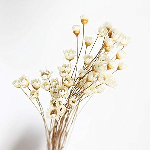 150 Stems Mini Daisy Chamomile Bouquet Cover
