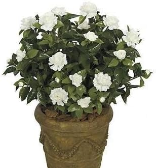 A-073W - 28 Inch Large Gardenia Bush - White