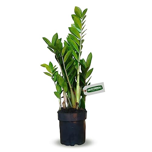 Muda De Zamioculca Em Vaso Fácil de Cuidar Ideal Para Ambientes Internos Verde