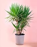 Yucca Elephantipes XL | Comprar Online | Pur Plant