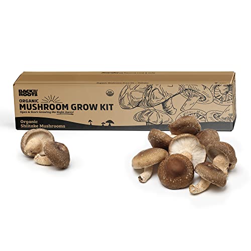 Back To The Roots Organic Shiitake Mushroom Kit; Great Gift; Easy For Beginners, For Indoor Growing #TOP1