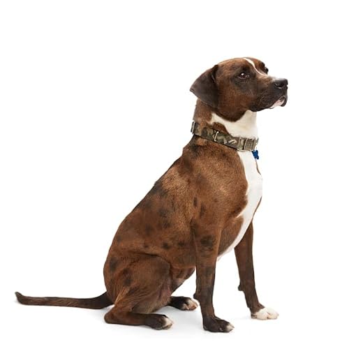 Reddy Green Camo Dog Collar, Medium