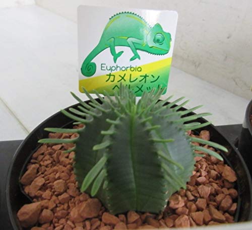 多肉植物^o^  カメレオンヘルメット Amazon.co.jp: ×_はなみどり 多肉植物 ユーフォルビア