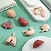 Liberty Imports 8 PCS Human Organs Toy Body Parts Figurines - 3D Mini Anatomy Model Realistic Teaching Prop - Brain, Heart, Lung, Liver, Stomach, Intestines, Kidney for Kids