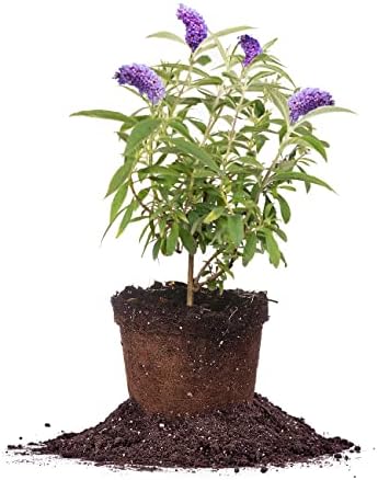 PERFECT PLANTS Nanho Butterfly Shrub 1 Gallon | Live Bush for Outdoor Planting | Attracting Pollinators Like Butterflies, Bees, and Hummingbirds | Gorgeous Purple Flowers in Spring
