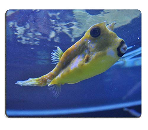 Mouse Pad Gaming Mouse pad Natural Rubber Mouse mat Seattle Aquarium Tropical Pacific Cowfish Set of Natural Rubber Material M0A14057
