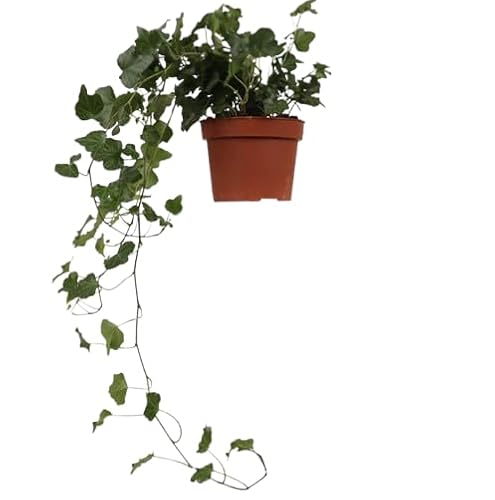 Hiedra Planta Natural Colgante de Interior o Exterior