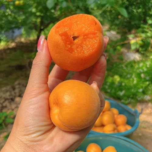 semillas resistentes del albaricoquero - balcón interior Invernadero jardín orgánicas variedades 8pcs