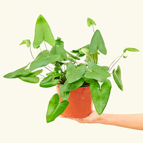 Rooted Heartleaf Fern, Hemionitis arifolia Live, Live Indoor, Home Decor, Easy to Grow, Easy to Care and Low Maintenance Houseplant, 6 inch Pot Rooted Heartleaf Fern, Hemionitis arifolia Live, Live Indoor, Home Decor, Easy to Grow, Easy to Care and Low Maintenance Houseplant, 6 inch Pot