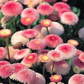 Grow Your Secret Garden Bellis Tasso Strawberry Cream