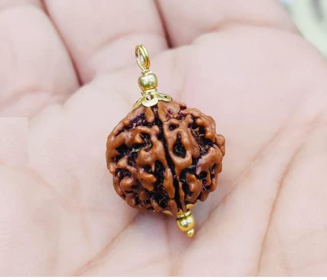 Venus Gems Gallery 1 Mukhi Gol Dana Rudraksha Lab Certified Precious ...