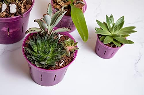 rePotme 6 inch Slotted Plant Pot for Orchids, Succulents, Houseplants - 3 Pack - Crystal Clear