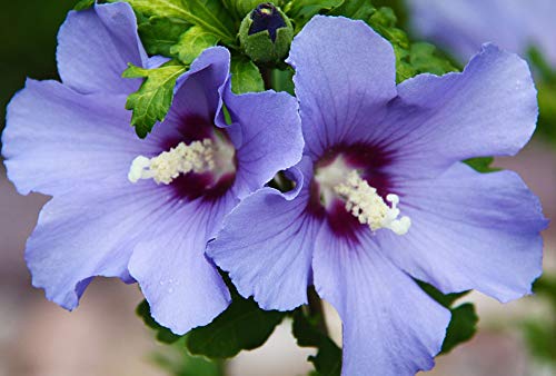 Amazon.com : Spectacular Flowering Hawaii Hibiscus Cold Hardy