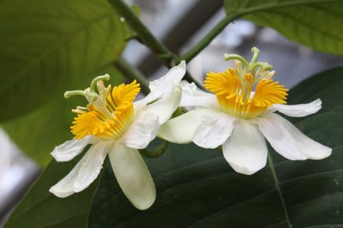 Ep. 542 - The Passion Flower Family Revisited cover art
