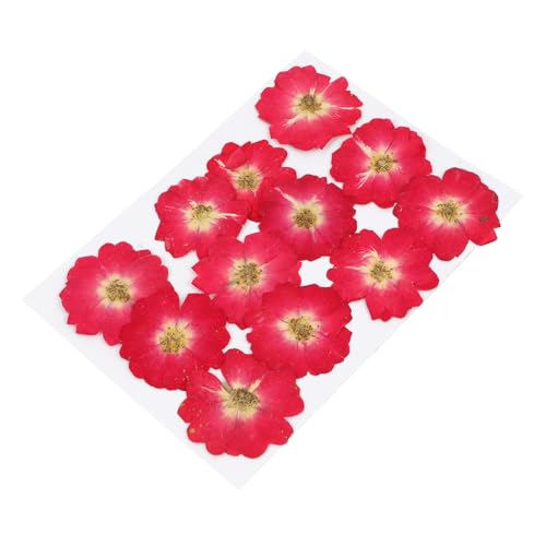 12 piezas de flores secas naturales de rosa para manualidades