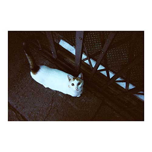 image for RETO Amber Tungsten 35mm Disposable Film Camera 27exp, Color Negative 