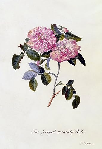 Peinture sur toile la rose mensuelle rayée tableau nordique 60x90cm