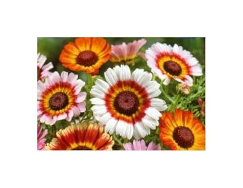 Pcs - 30x Multicolore Marguerite - Kapkörbchen Jardin Plantes - Graines KS53 - Seeds & Plants Shop by Ipsa