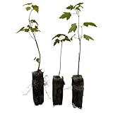 Red Maple Live Tree Plug Seedlings | 6'-12' | Arbor Day Foundation - (Due to Agricultural Laws, Unavailable to AZ, CA) (3-Pack)