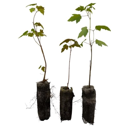 Red Maple Live Tree Plug Seedlings | 6-12 | Arbor Day Foundation - (Due to Agricultural Laws Unavailable to AZ CA) (3-Pack)