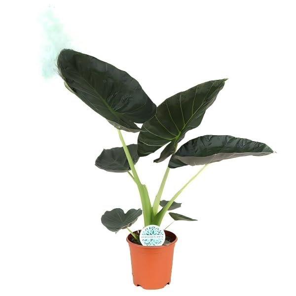 Alocasia Regal Shield Pflanze, Luftreinigend, Pflegeleicht, Zimmerpflanze, Indoor Grünpflanze, Dekoration Wohnzimmer Büro, Grün, Ø21cm 90cm