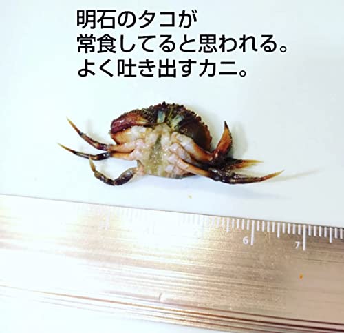 徹湾 LIGHT GAME WORM AZW-M M006#ブラック/レッドラメ アズーロ カニワーム 5枚目