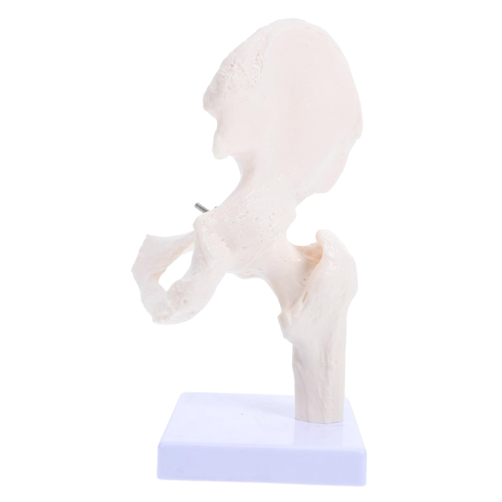 PRETYZOOM Modelli Scheletro Umano Scheletri Articolazione Anca Strumenti Didattici per Studio Ossa Modello Scheletro Mobile per Anatomia