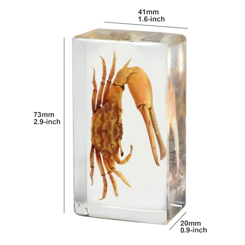Image of Taxidermy Turtle Crab Snail Conch, Sea Oceans Animals Specimen in Resin for Closer-Look & Study, Novelty Fun & Educational for Science Classroom Specimens, Home Office Decor Gift (2.9x1.6x0.9-inch)