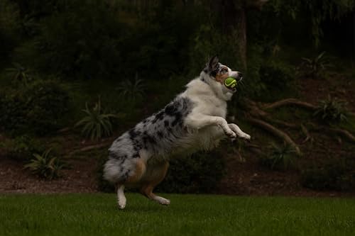 Chuckit! - Max Glow Ultra Squeaker Ball - Phosphorball für Hunde - Quietschball für Hunde - Leuchtet im Dunkeln - Erzeugt lustige Geräusche - Stärkt die Bindung - Größe Medium - Durchmesser 6,5 cm