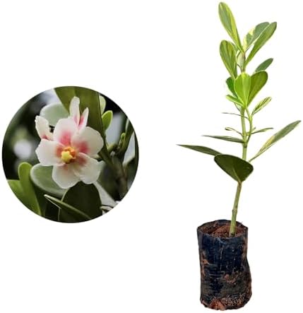 Genérico, Muda de Clusia Variegata 20 a 40cm AMK - Plantas Online