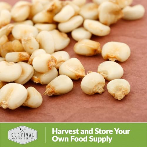 Hickory King White Corn Seeds - Survival Garden Seeds (5 Packs) - Image 5