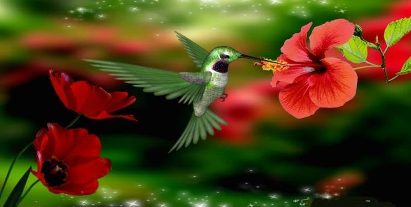 Hummingbird with Red Flowers Photo License Plate