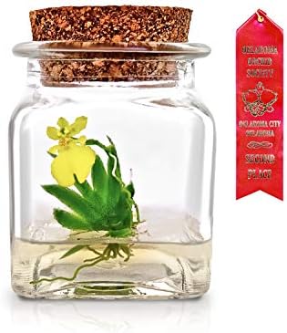Award Winning, Maintenance Free Orchid Terrarium - Psygmorchis Pusilla - Miniature, No Green Thumb Necessary, Great for Work, Home, Unique Gift.