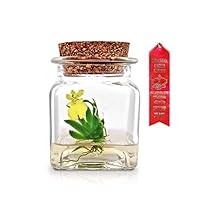 Algopix Similar Product 19 - Award Winning Maintenance Free Orchid