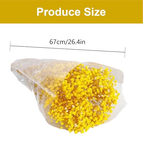 Flor seca de gypsophila natural de 50cm para decoración miniatura 6