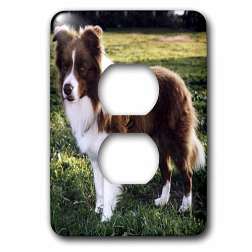 Cache-prise Border Collie marron clair lsp_1262_6 plaque murale chien - 2