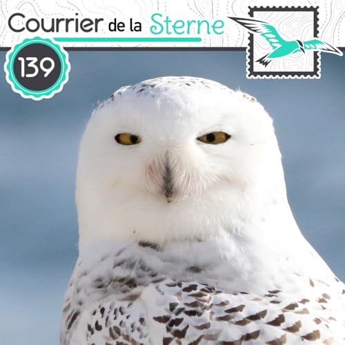 CDLS#139 : Roue de Fortune ( Pygargue &agrave; t&ecirc;te blanche et Harfang des neiges)