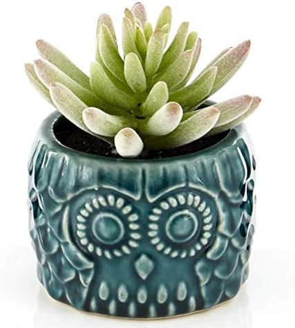 The Seasonal Aisle Ceramic Cachepot with Cheerful Owl Pattern- Perfect for Your Succulent Collection