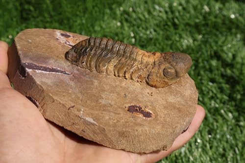 Image of Trilobite Fossil Reedops Trilobite Fossil Trilobites Rock Trilobite Fossils from Morocco Trilobite Fossil Trilobites A240