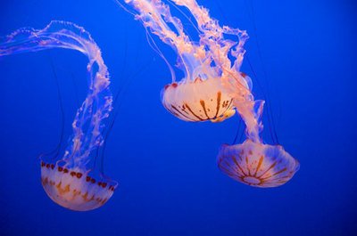 Three Jelly Fish Fine Art Photograph By Michael Verlangieri