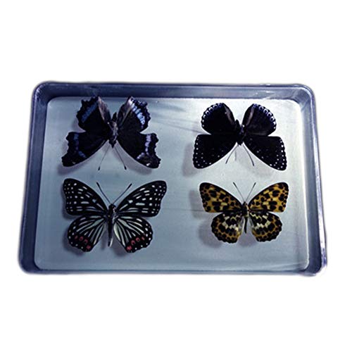 Bug Display Box,Insect Display Case with Pinning Board,8.2 x 2 x 5.9 Inches - Thumbnail 3